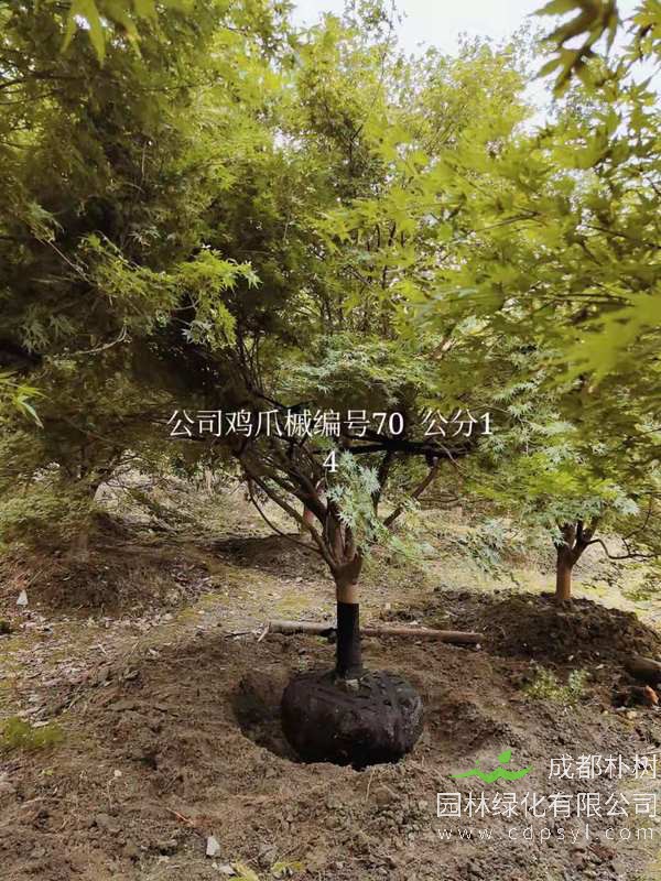 市场上鸡爪槭价格，鸡爪槭原产地是哪里？